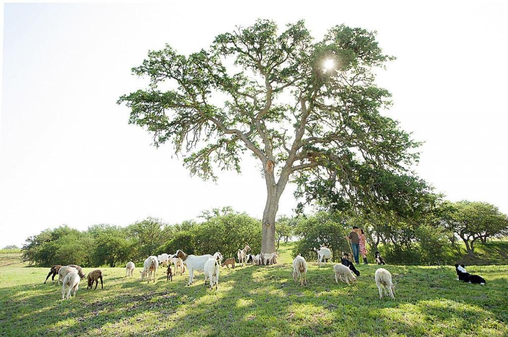 Reves De Moutons Hotel Paso Robles Bagian luar foto