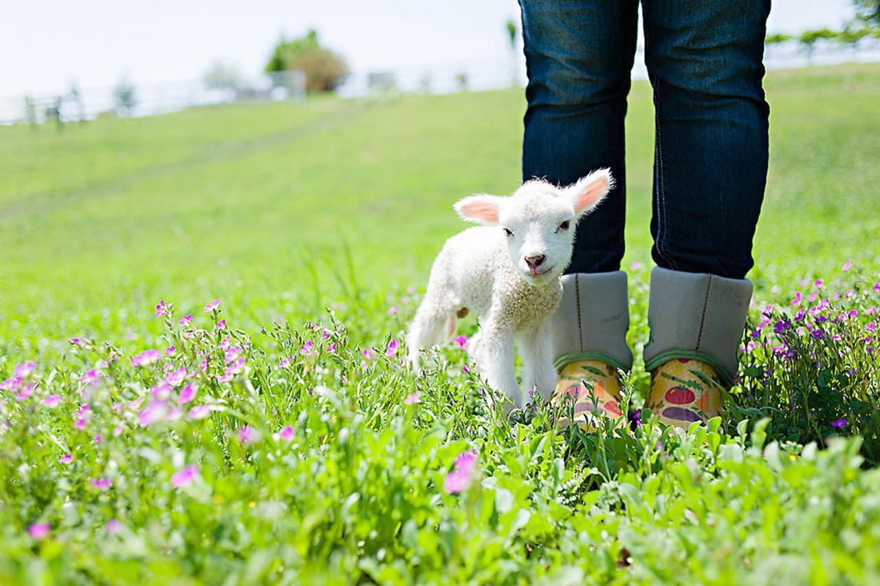 Reves De Moutons Hotel Paso Robles Bagian luar foto