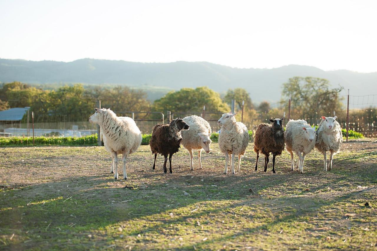Reves De Moutons Hotel Paso Robles Bagian luar foto