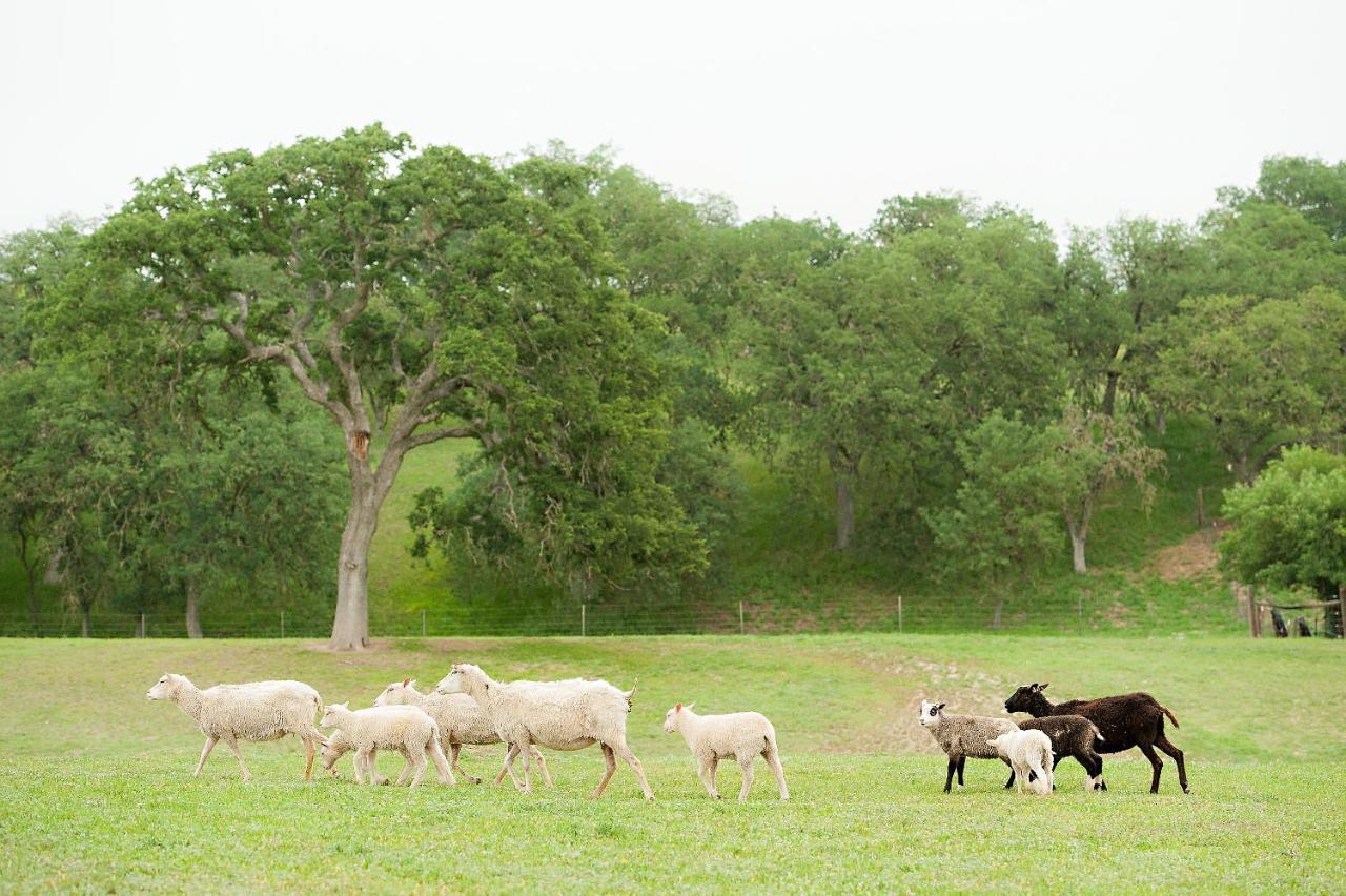 Reves De Moutons Hotel Paso Robles Bagian luar foto