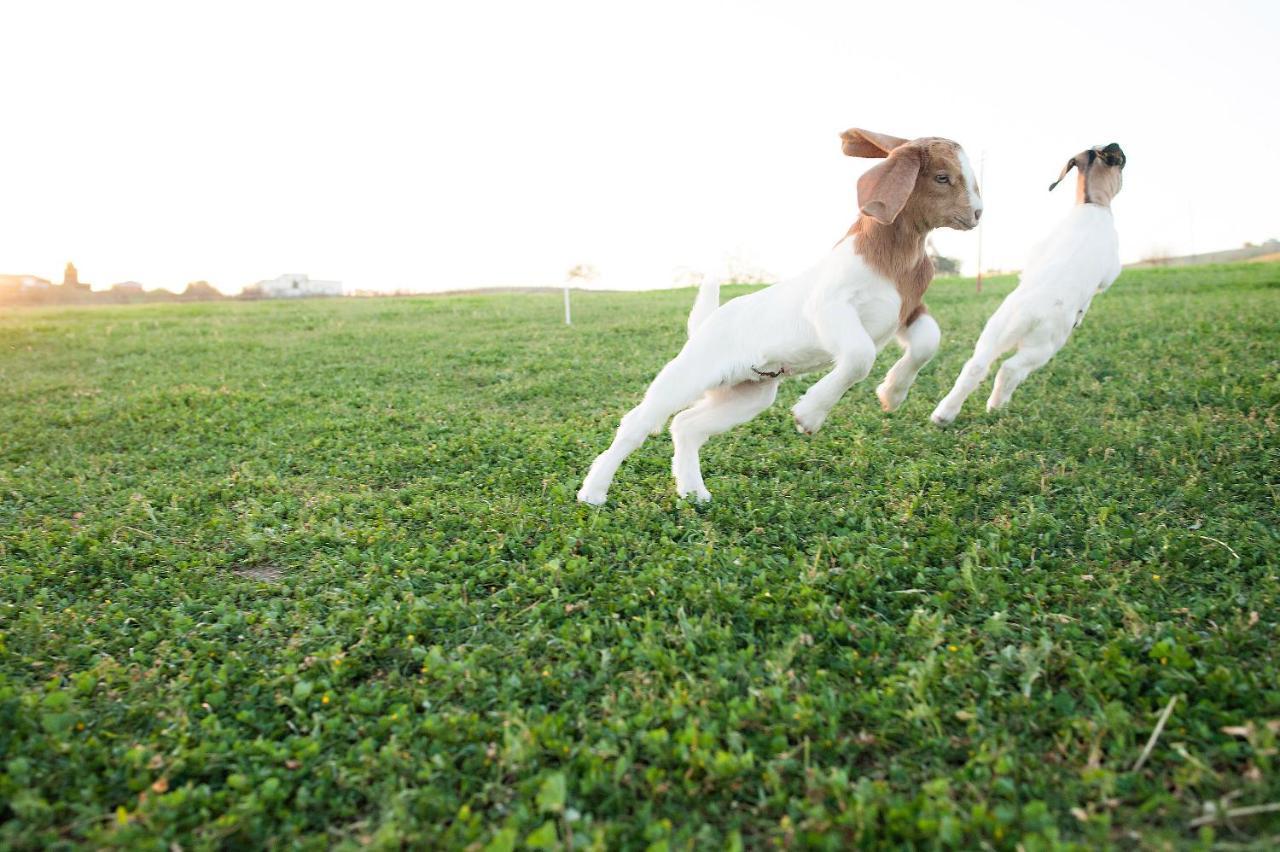 Reves De Moutons Hotel Paso Robles Bagian luar foto