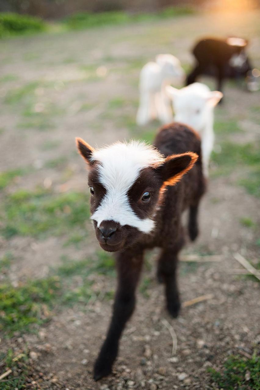 Reves De Moutons Hotel Paso Robles Bagian luar foto