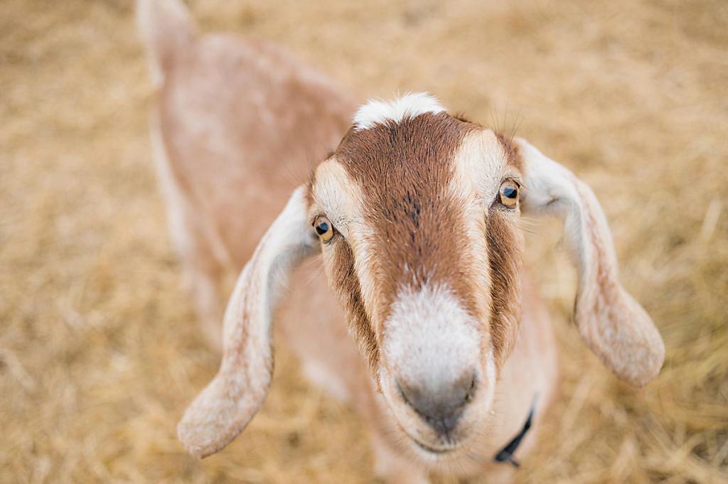 Reves De Moutons Hotel Paso Robles Bagian luar foto