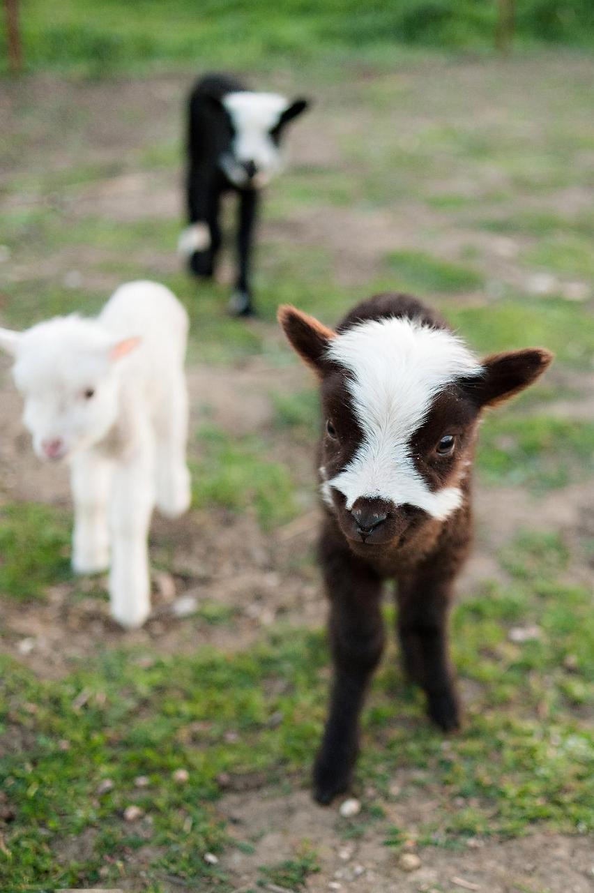 Reves De Moutons Hotel Paso Robles Bagian luar foto
