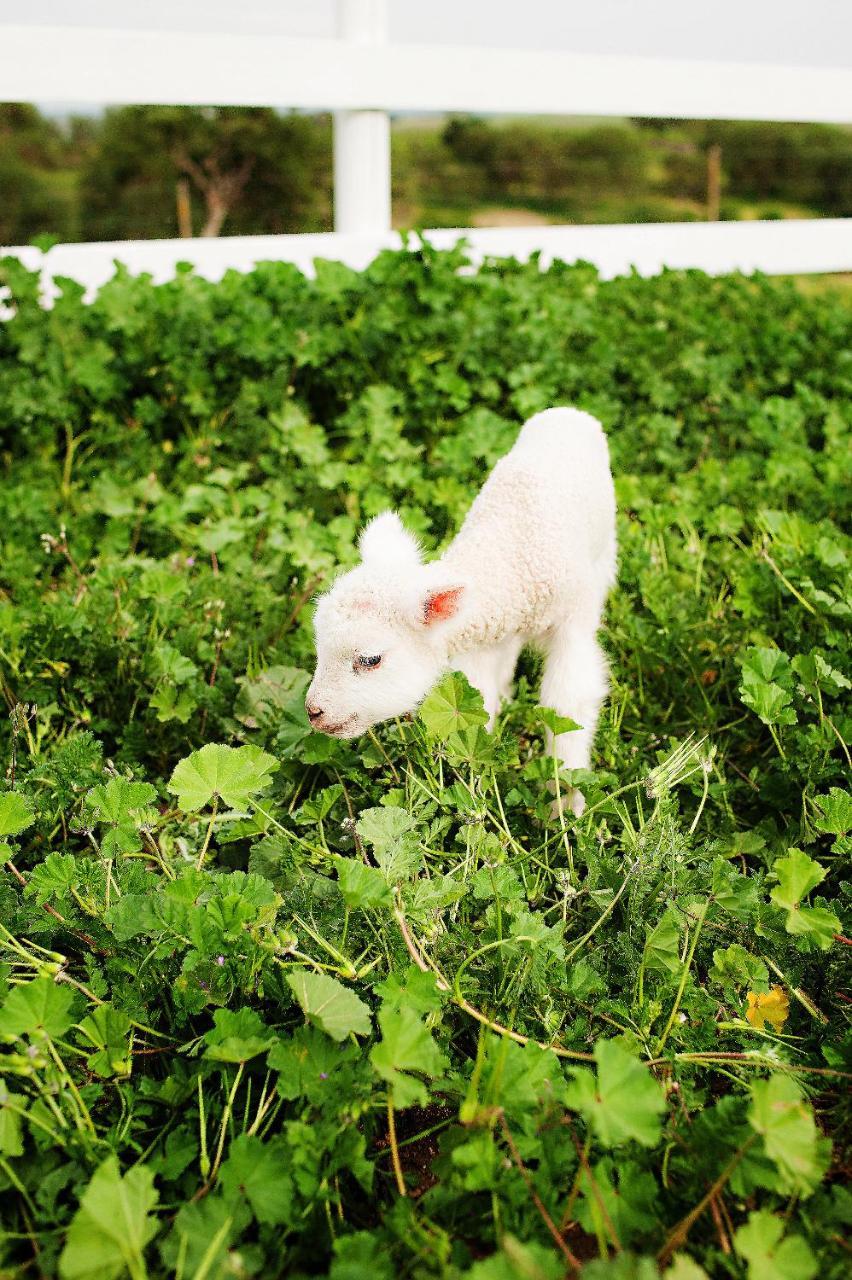 Reves De Moutons Hotel Paso Robles Bagian luar foto