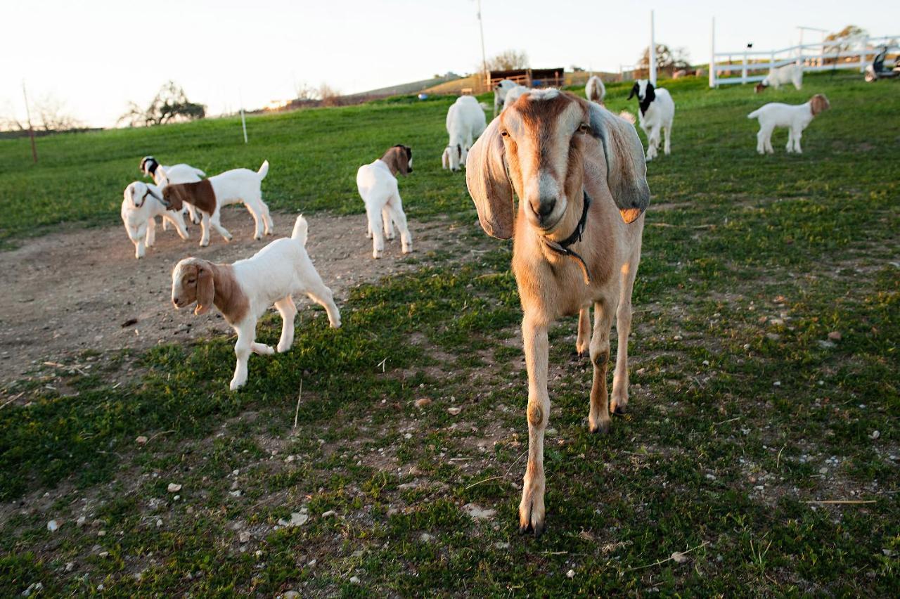 Reves De Moutons Hotel Paso Robles Bagian luar foto