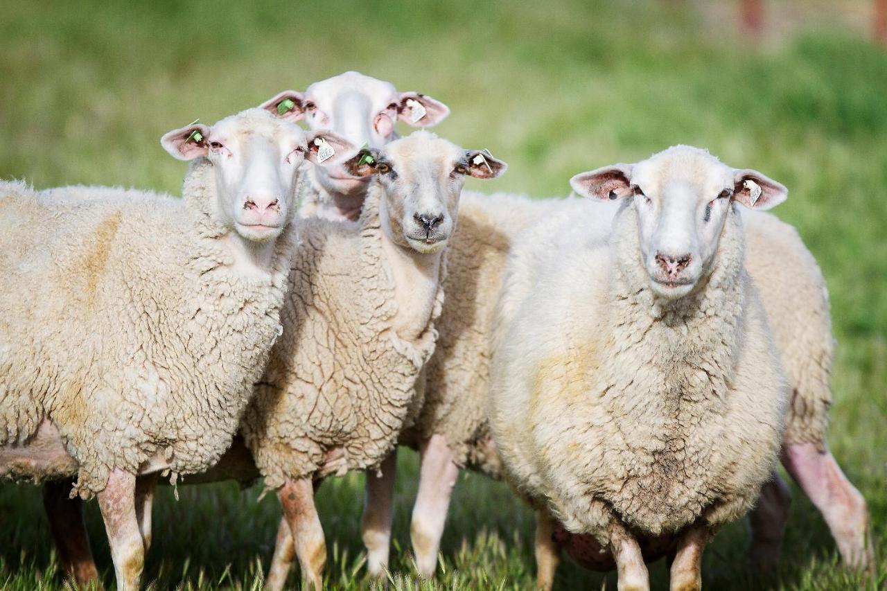 Reves De Moutons Hotel Paso Robles Bagian luar foto