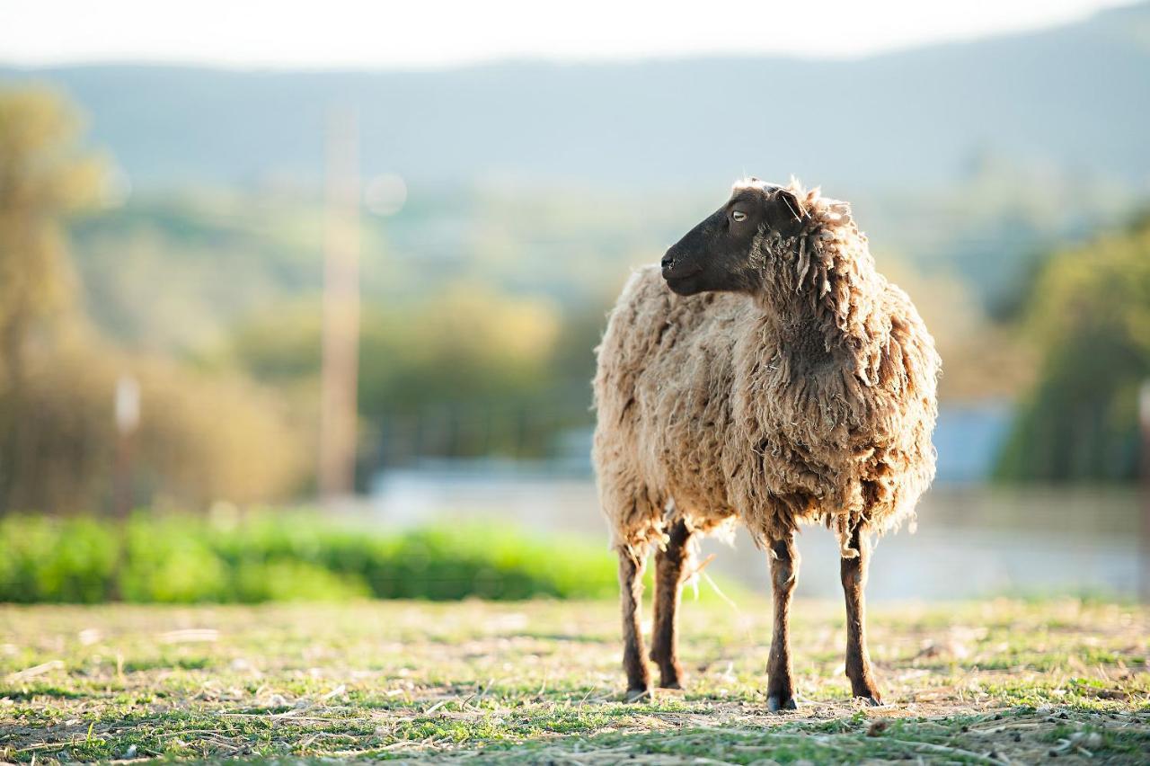 Reves De Moutons Hotel Paso Robles Bagian luar foto