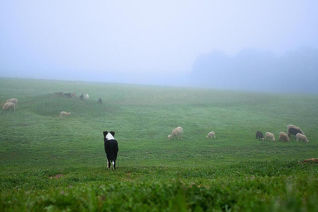 Reves De Moutons Hotel Paso Robles Bagian luar foto