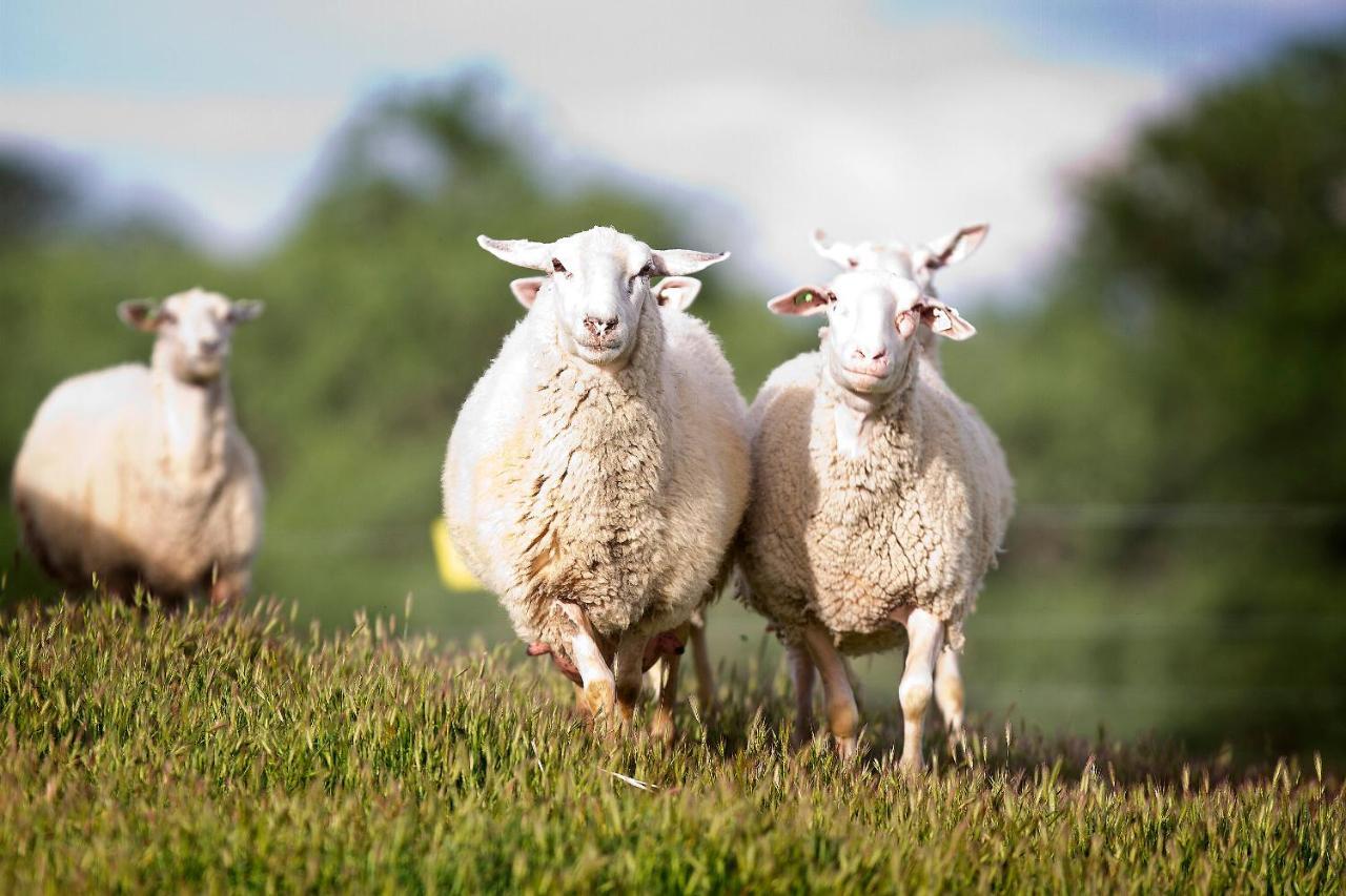 Reves De Moutons Hotel Paso Robles Bagian luar foto