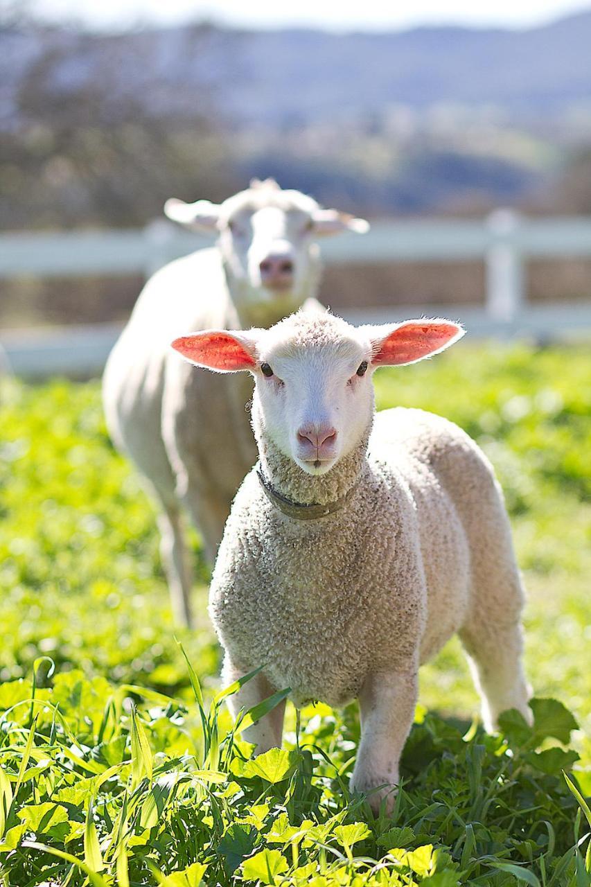 Reves De Moutons Hotel Paso Robles Bagian luar foto